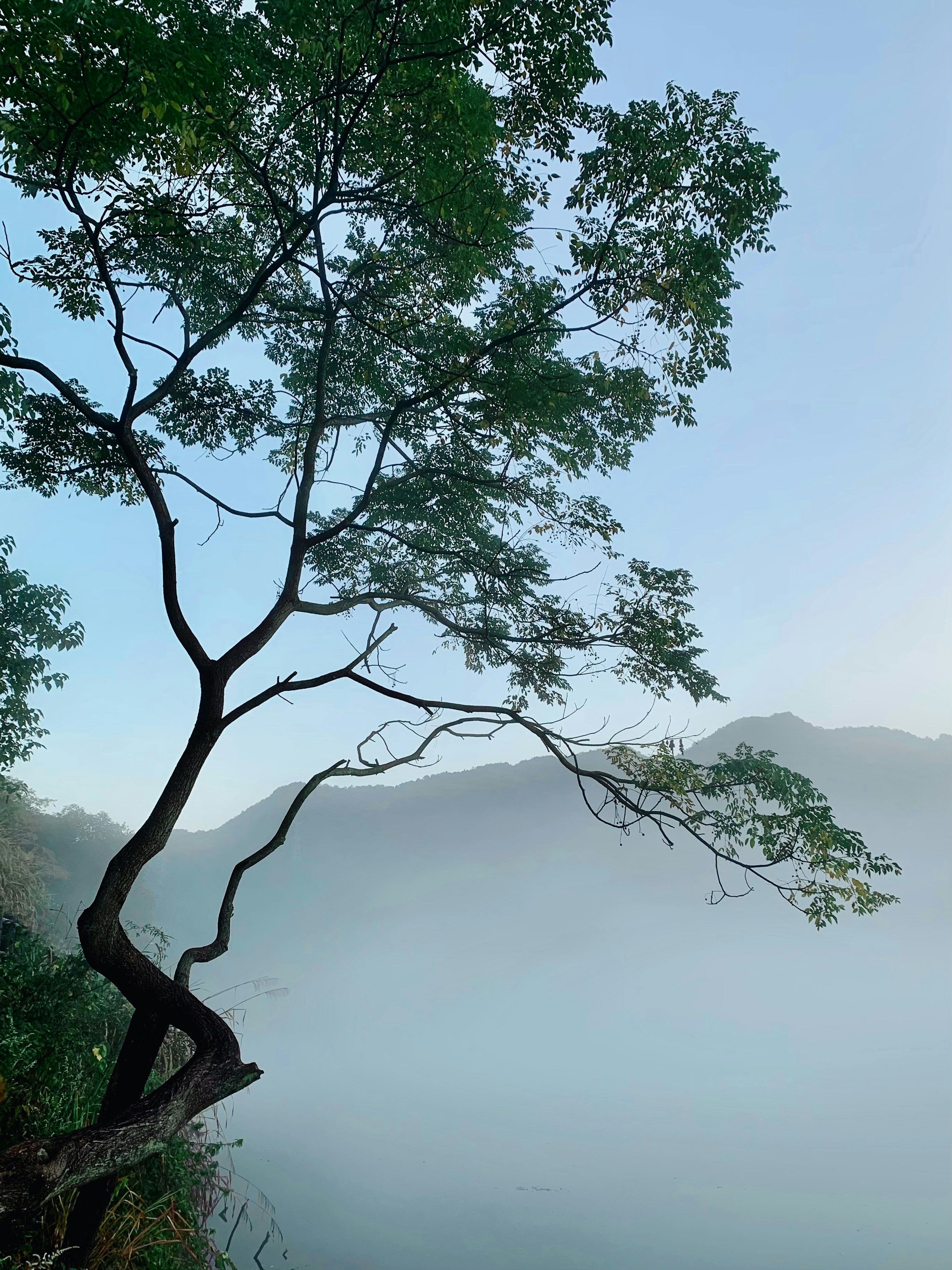 a tree with a foggy sky
