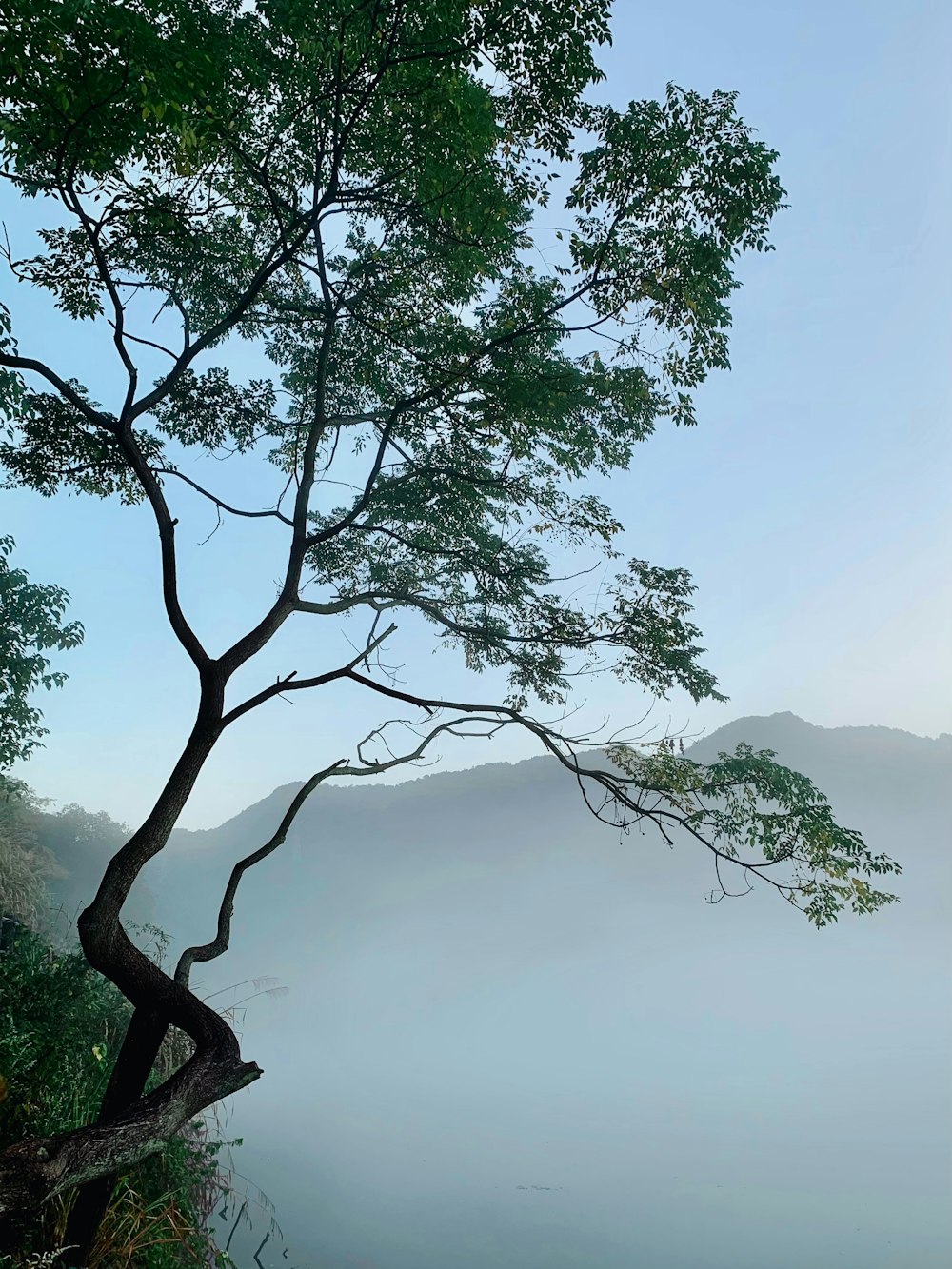 a tree with a foggy sky