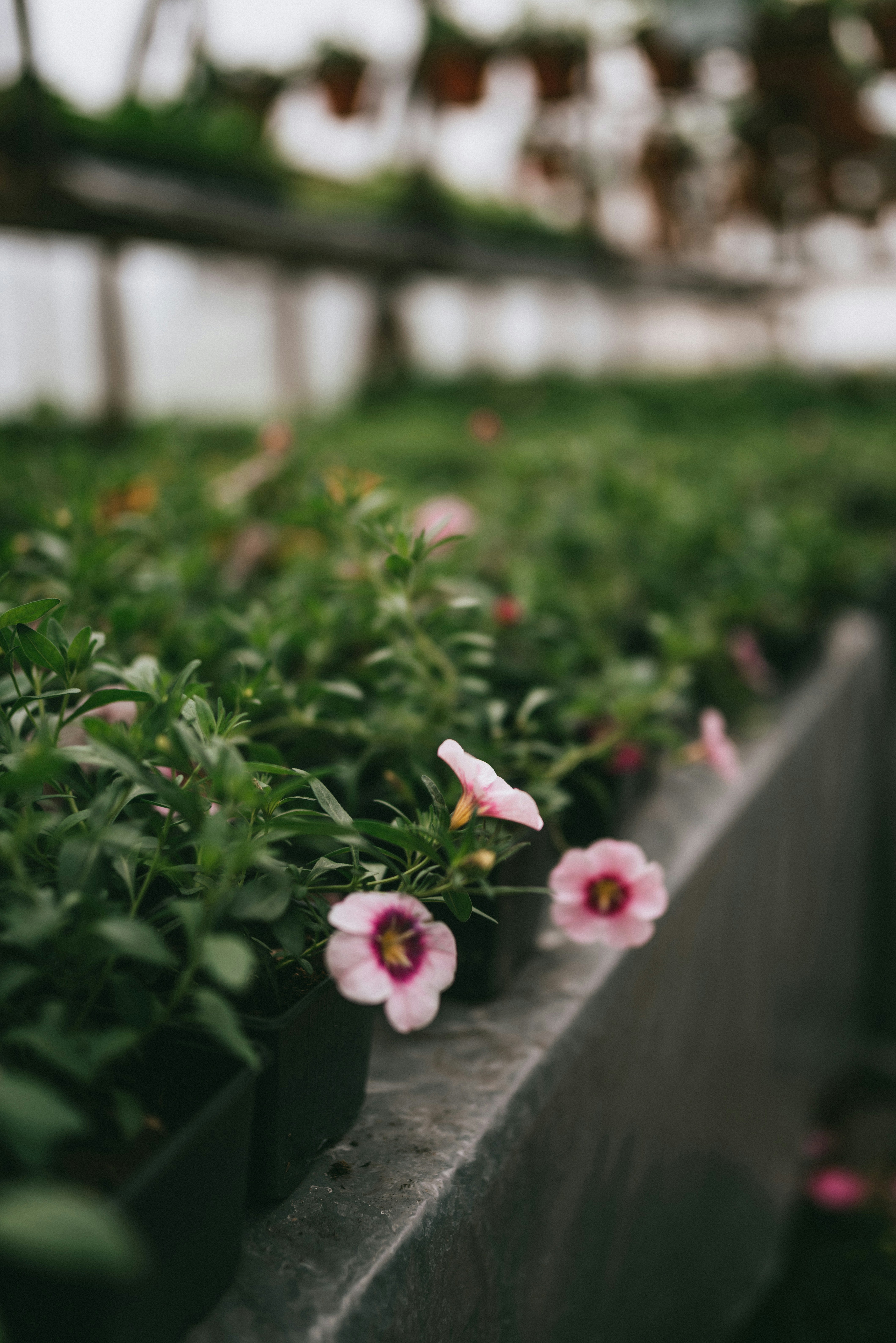 Photo by korobovaphoto