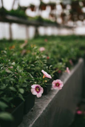 a group of flowers