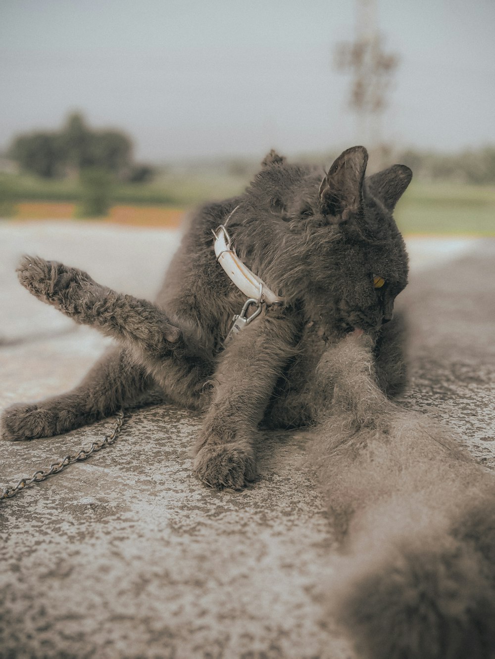 a dog lying on the ground