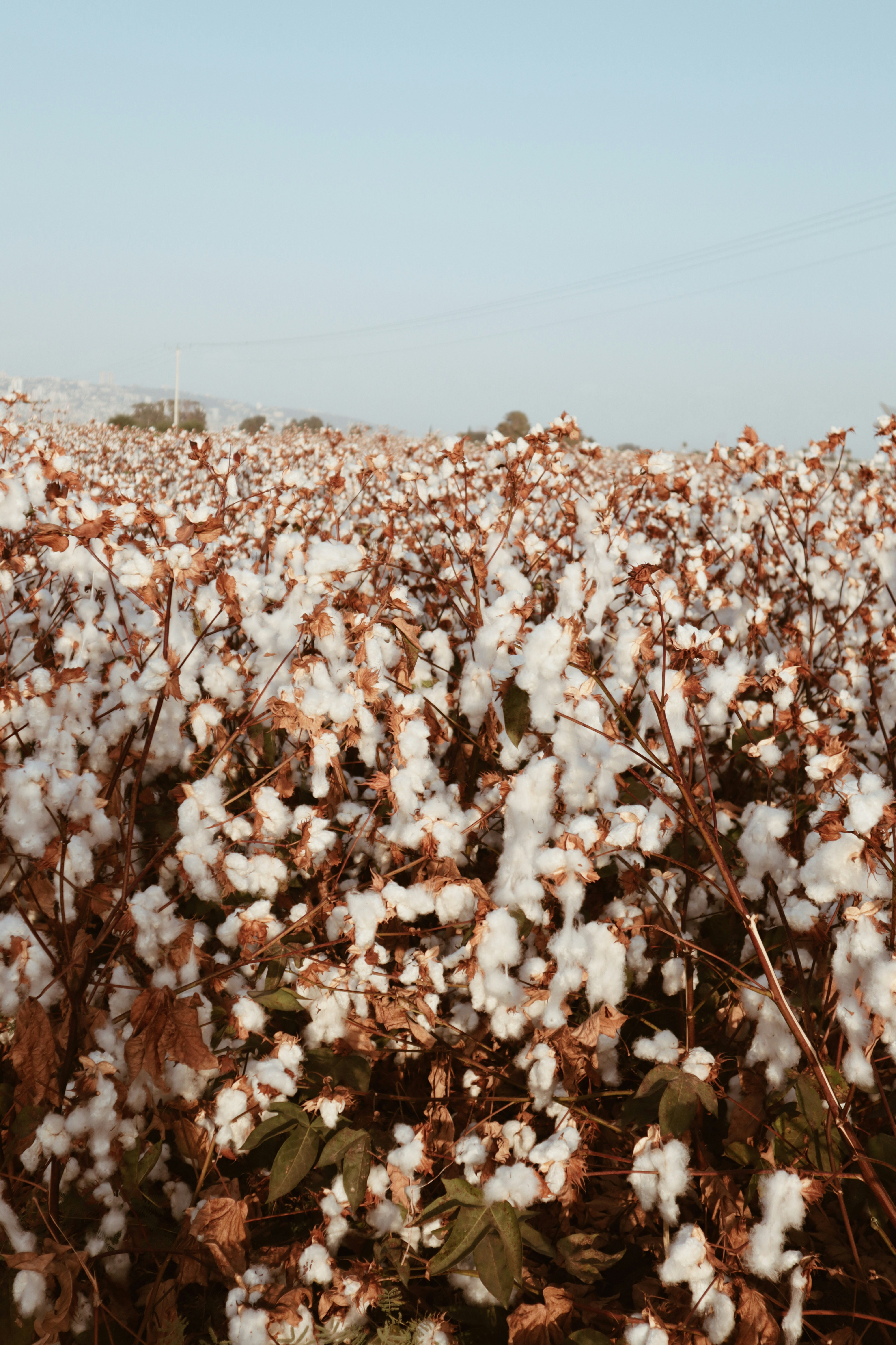 White cotton bolls on plant, fluffy cotton ready for harvest