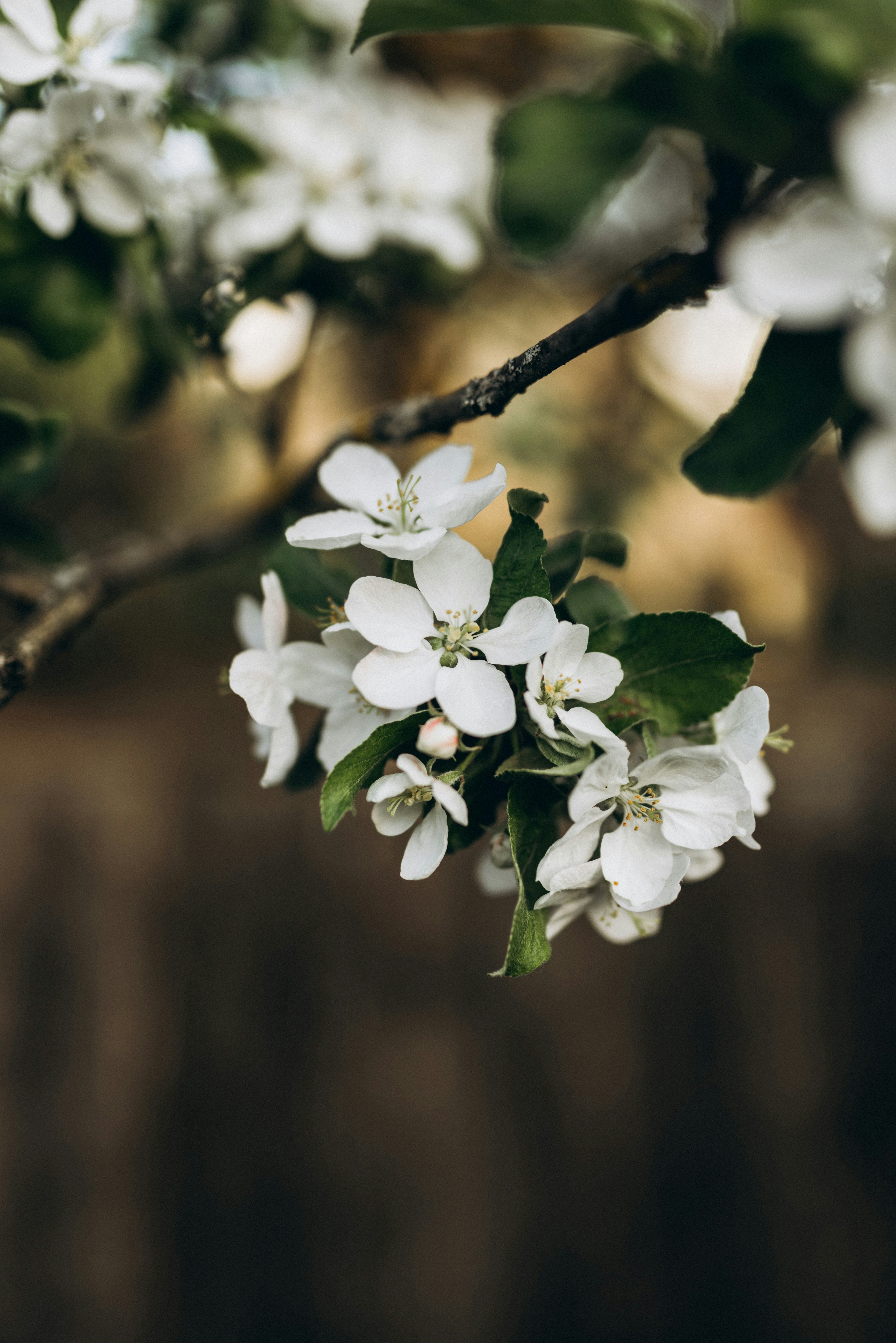 Photo by korobovaphoto