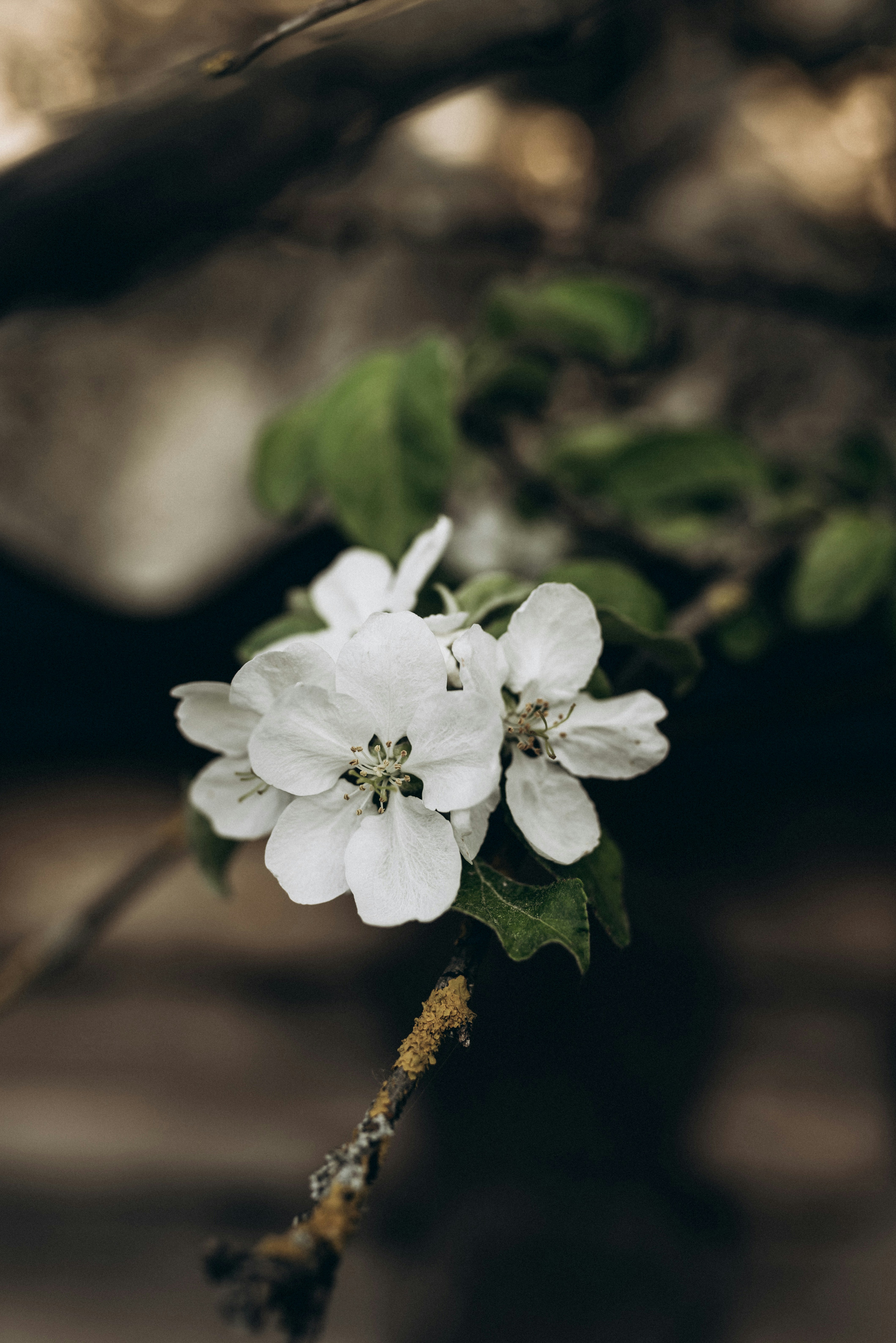 Photo by korobovaphoto