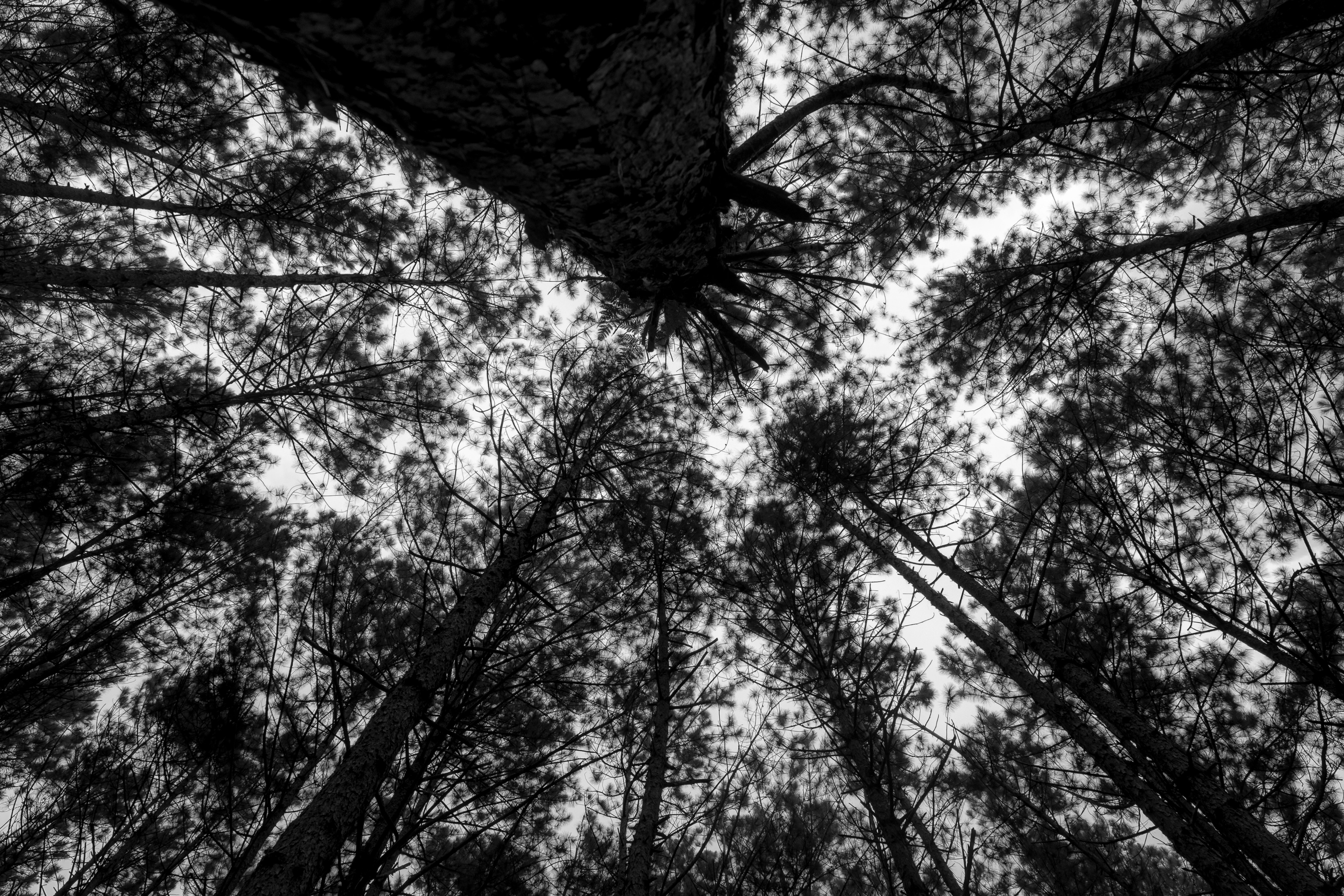 looking up at trees and sky
