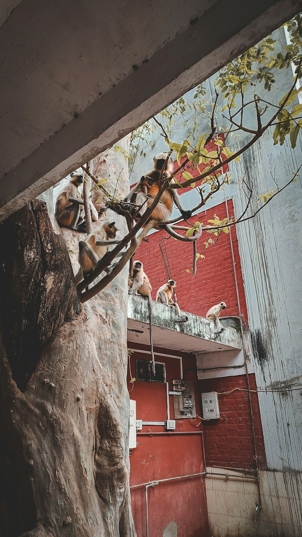 a group of monkeys on a tree