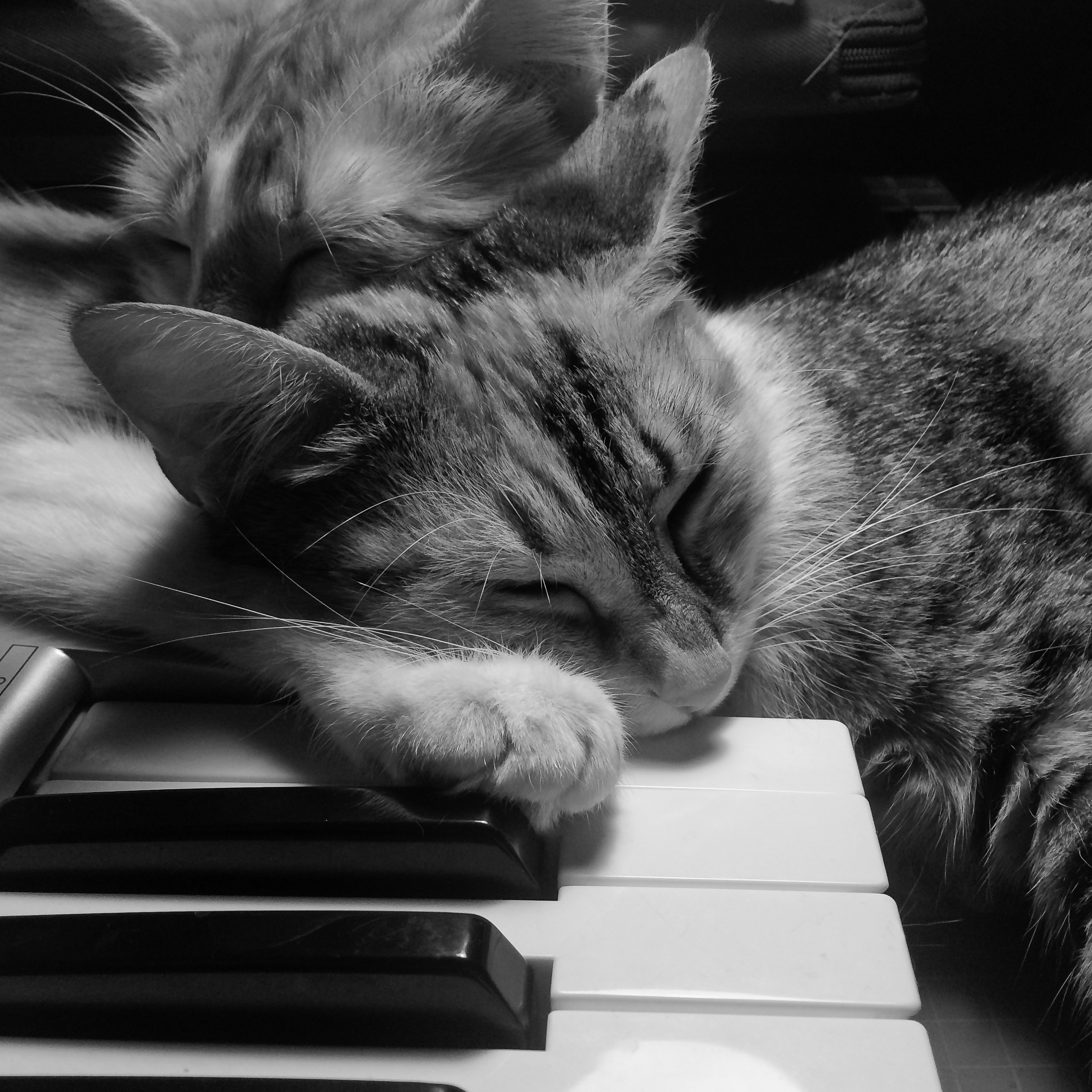 Specialized Cat Music and Sound Therapy (image credits: unsplash)