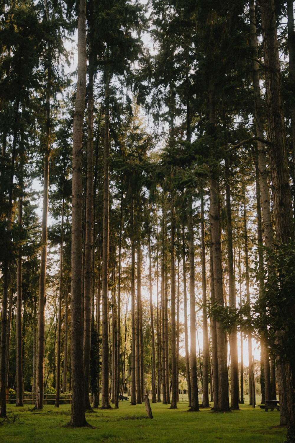 a forest of tall trees