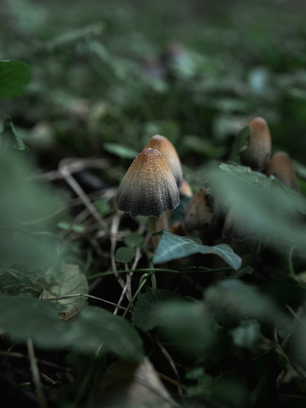 a close up of mushrooms growing on a plant