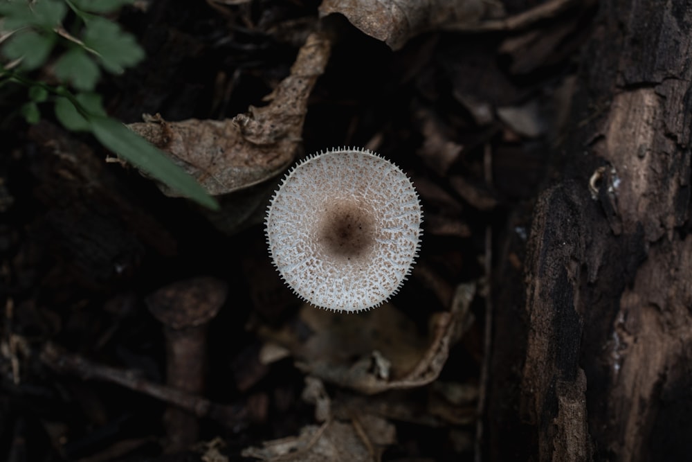 a mushroom growing on a tree