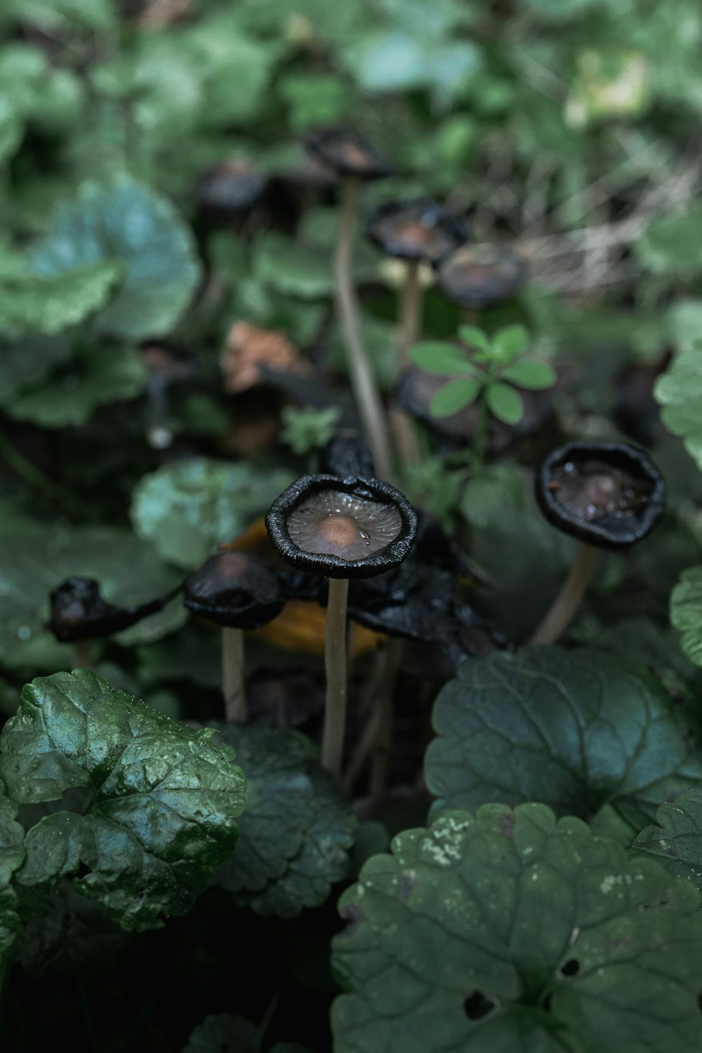 mushrooms growing in the forest