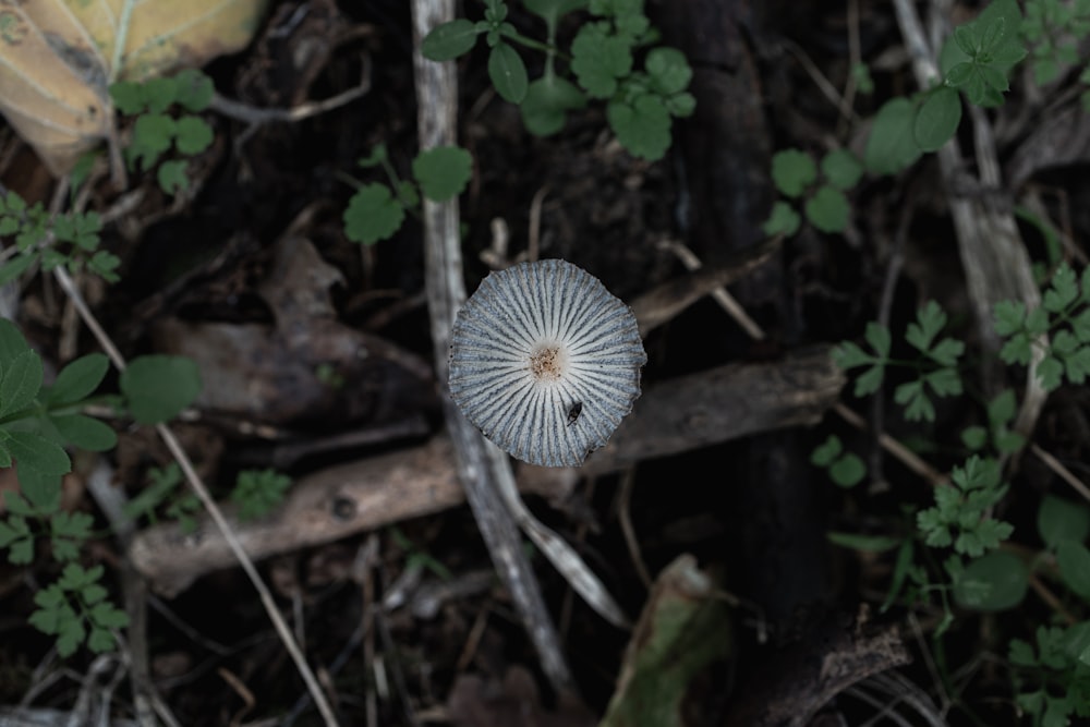 a white mushroom growing in the woods