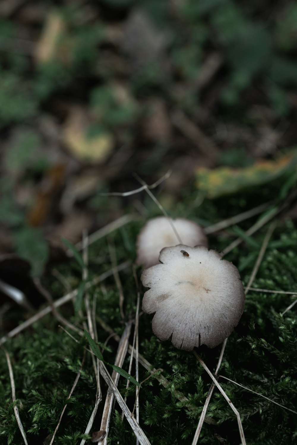 mushrooms growing in the grass