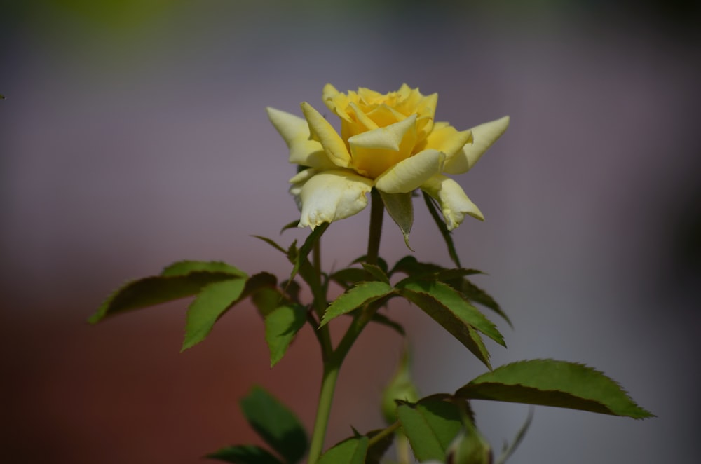 a yellow flower on a plant