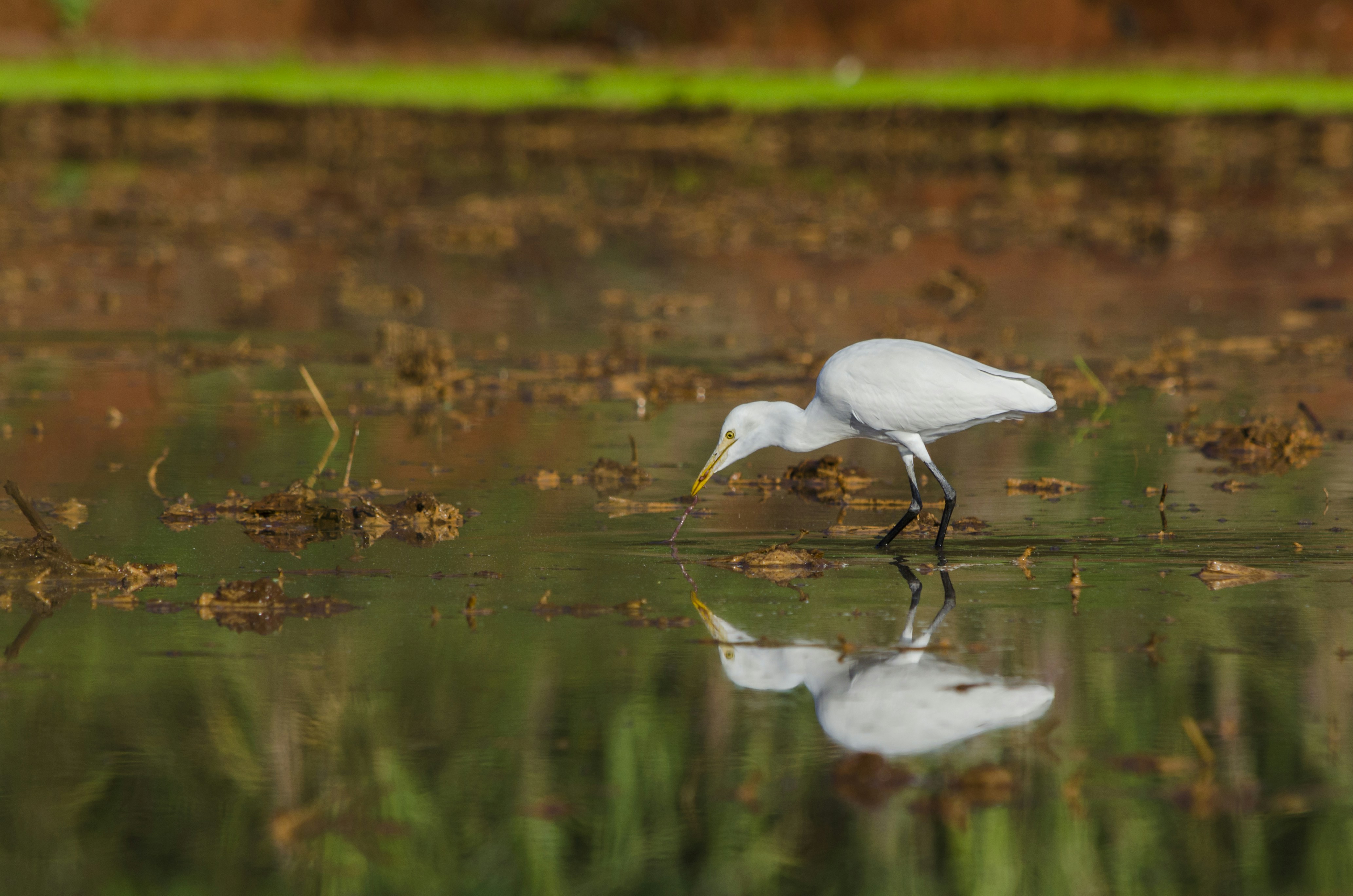 Photo by karthikswot