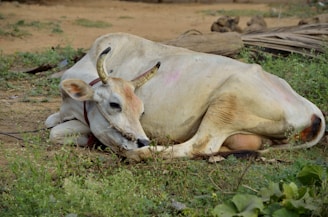 a cow lying on the ground