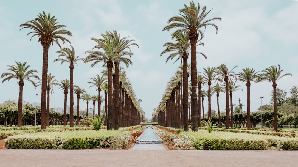 a fountain surrounded by palm trees