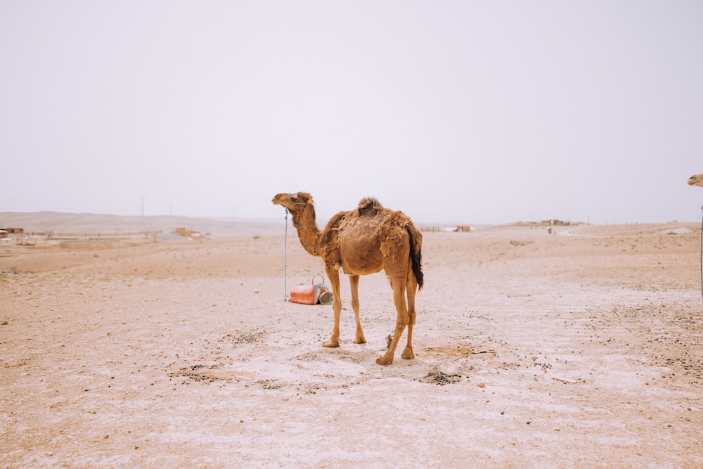 a camel standing in a desert