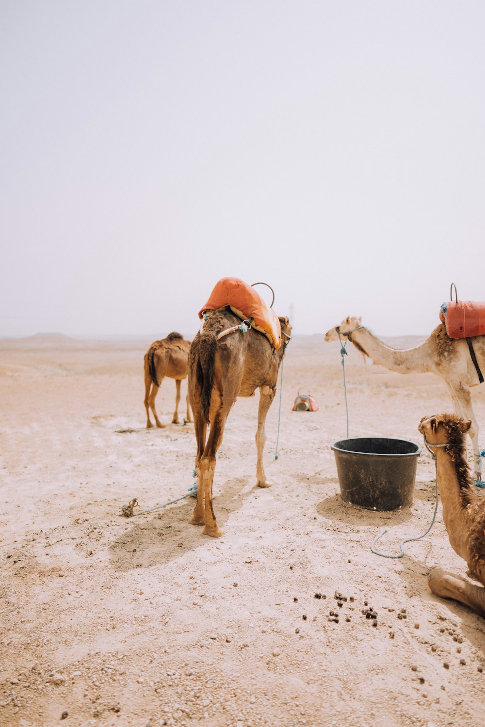 camels in the desert