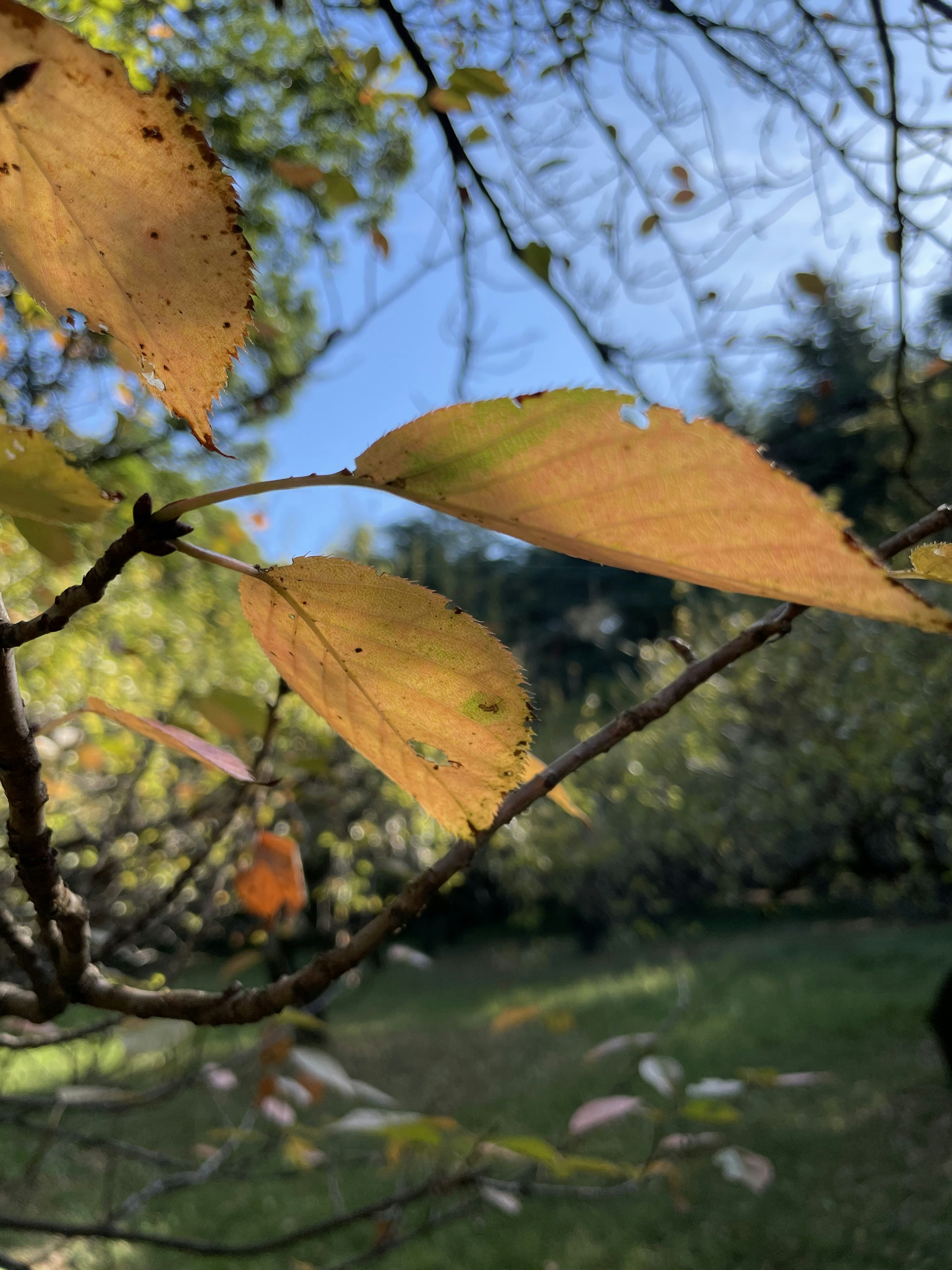 Choose from a curated selection of leaf backgrounds. Always free on Unsplash.
