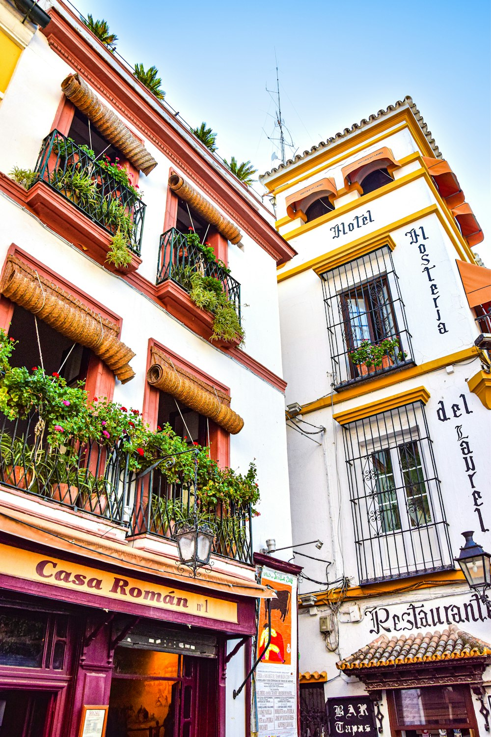 Una hilera de edificios con plantas en las ventanas