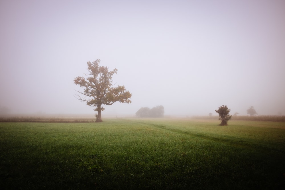 a group of trees in a field