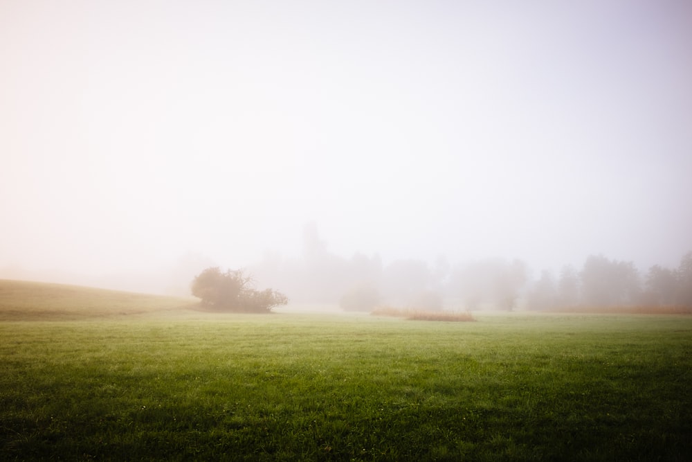 a field of grass with trees in the background