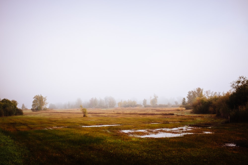 a grassy field with puddles