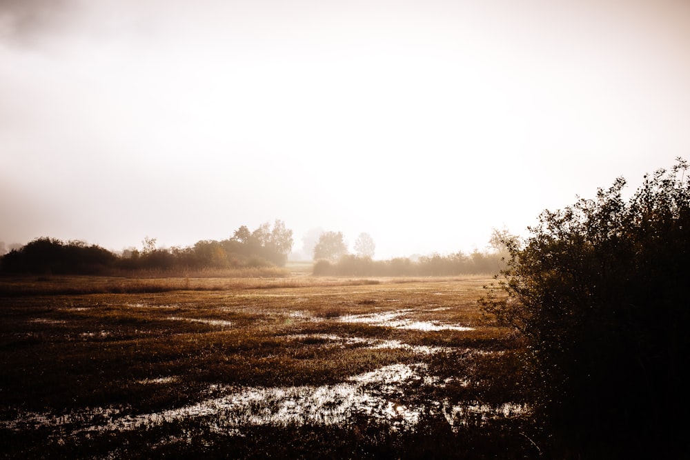 a field with trees in the background