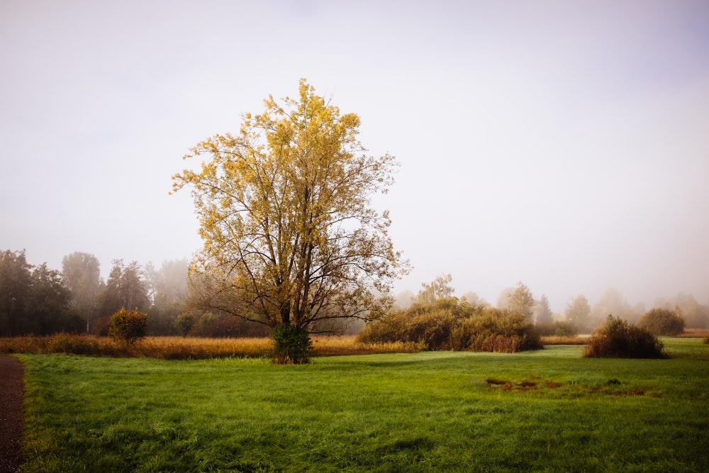 a tree in a field