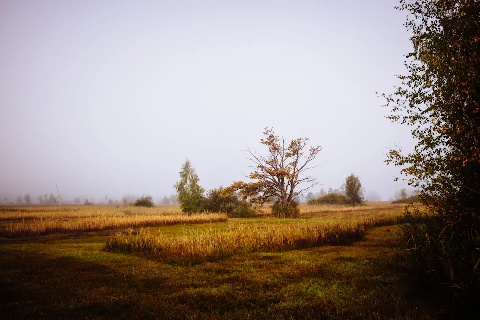 The image depicts a serene rural landscape under an overcast sky. In the center, there is a field with tall grass and trees scattered throughout. On the left side, a small cluster of trees stands out against the gray backdrop. The scene is dominated by shades of brown and green, creating a sense of tranquility and solitude.