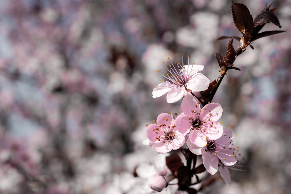 a close up of a tree branch with flowers on it