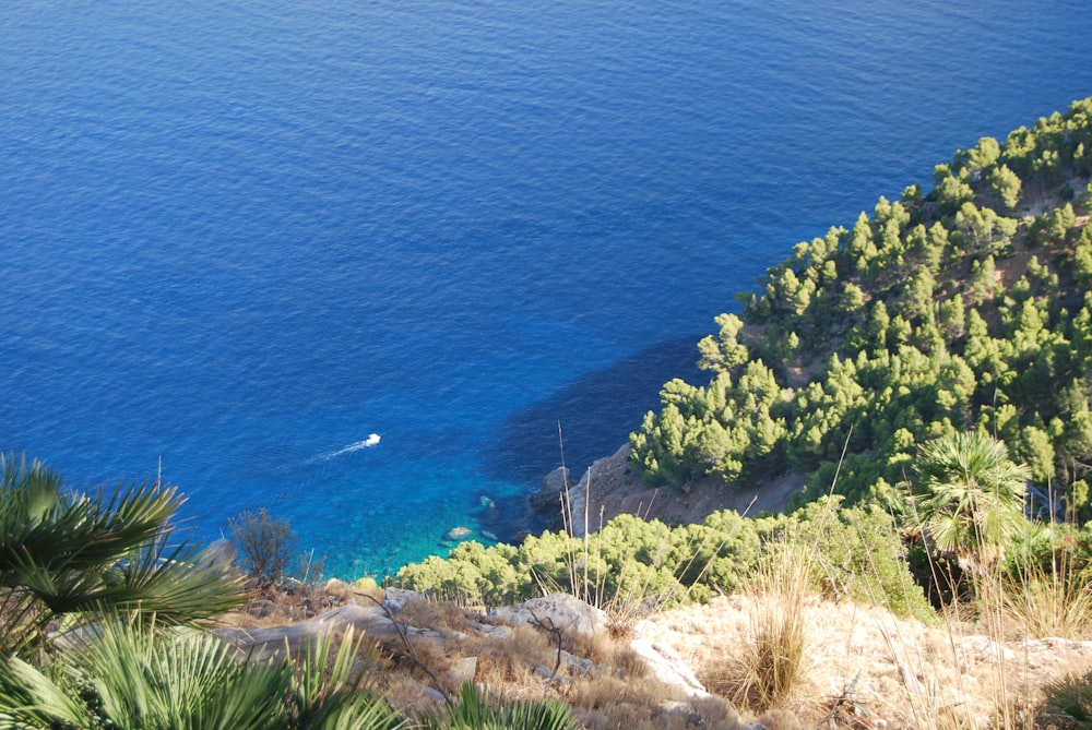 a body of water with trees and plants around it