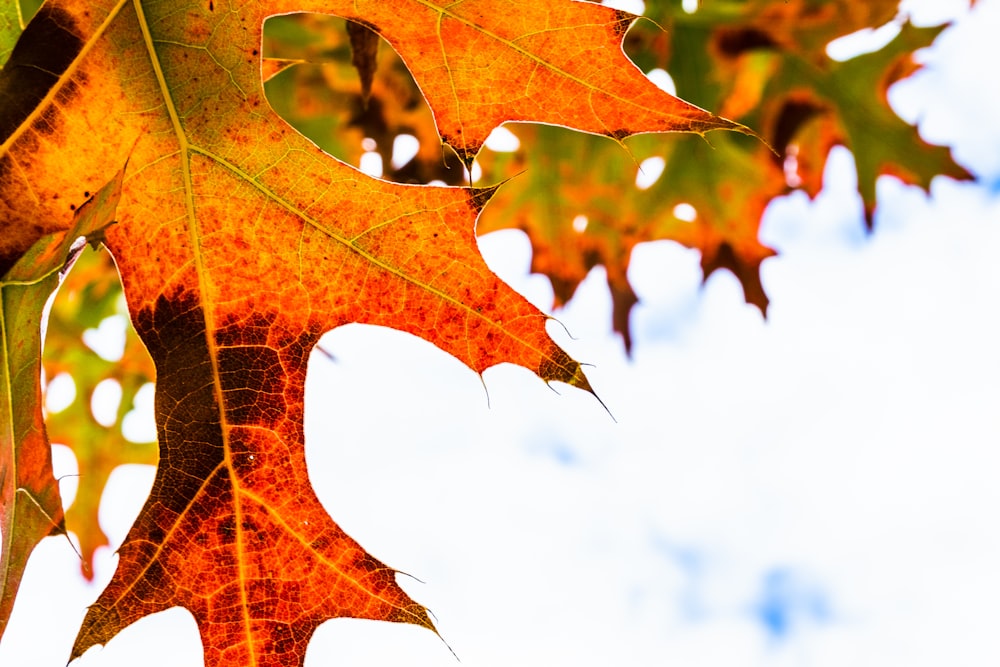 a close up of a tree branch