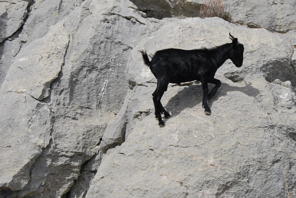 a black goat standing on a rock