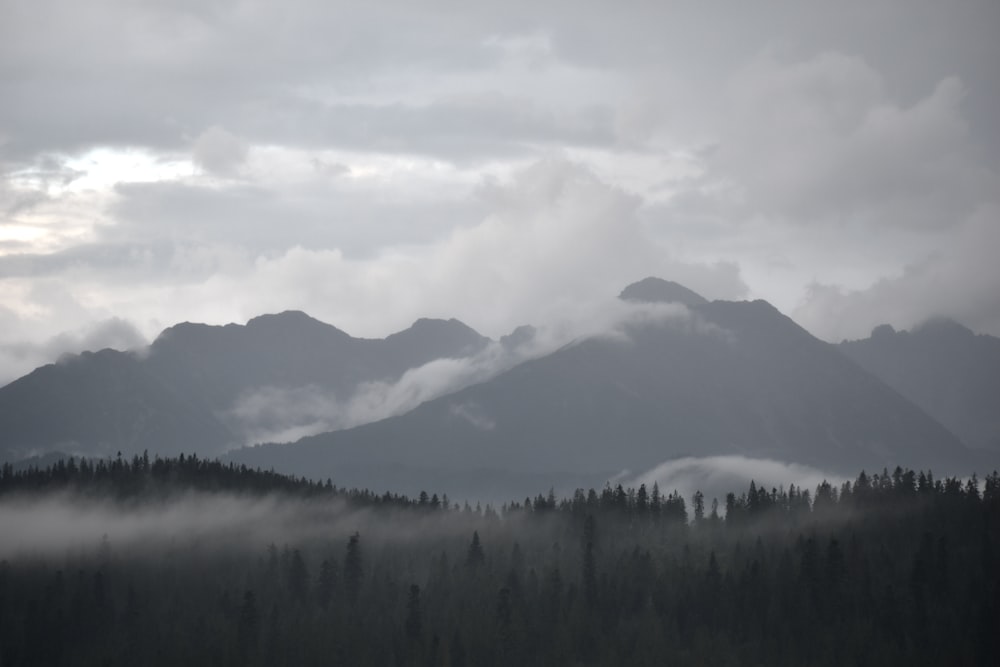 a landscape with trees and mountains in the back