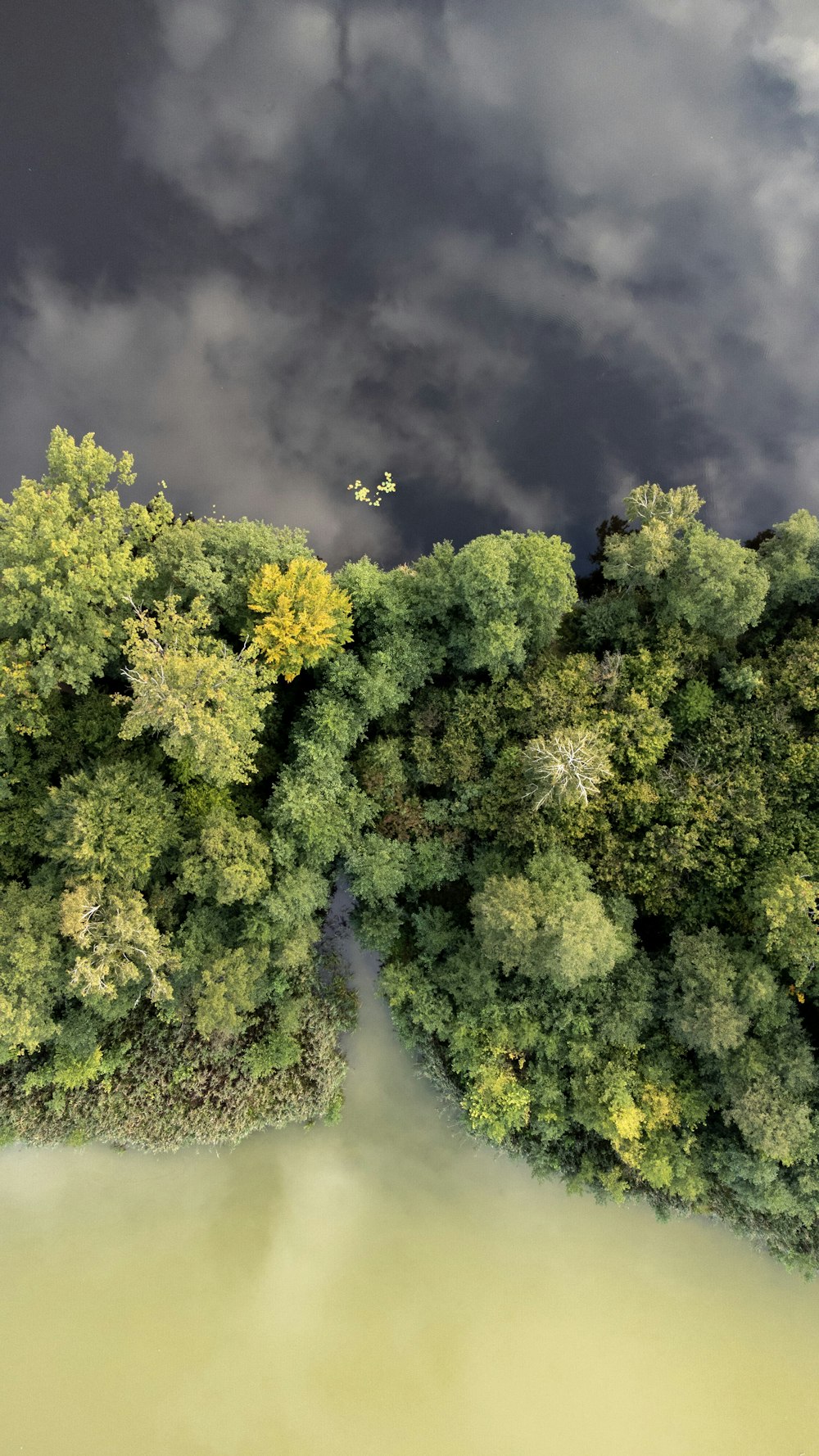 a group of trees with yellow flowers