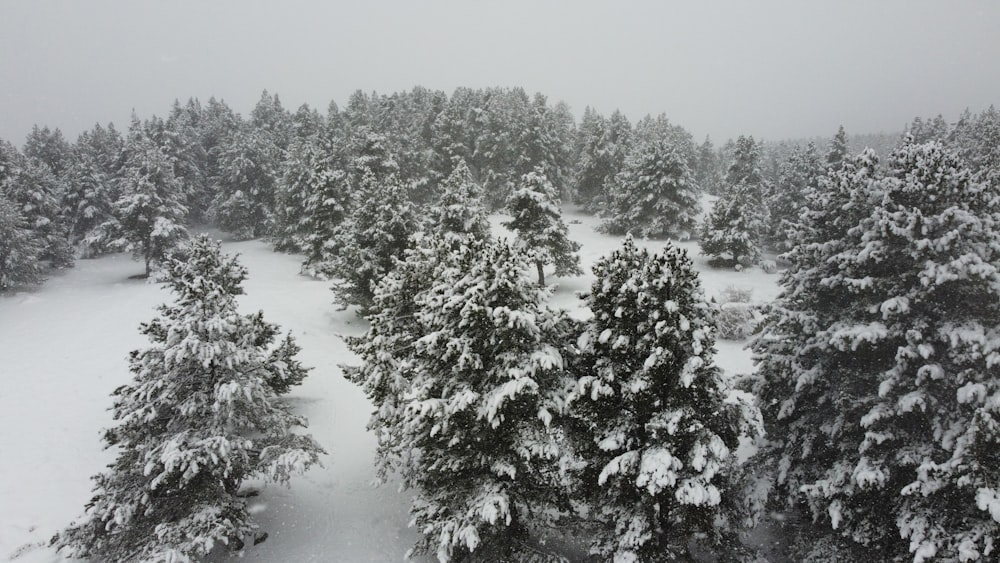 a snowy forest with trees