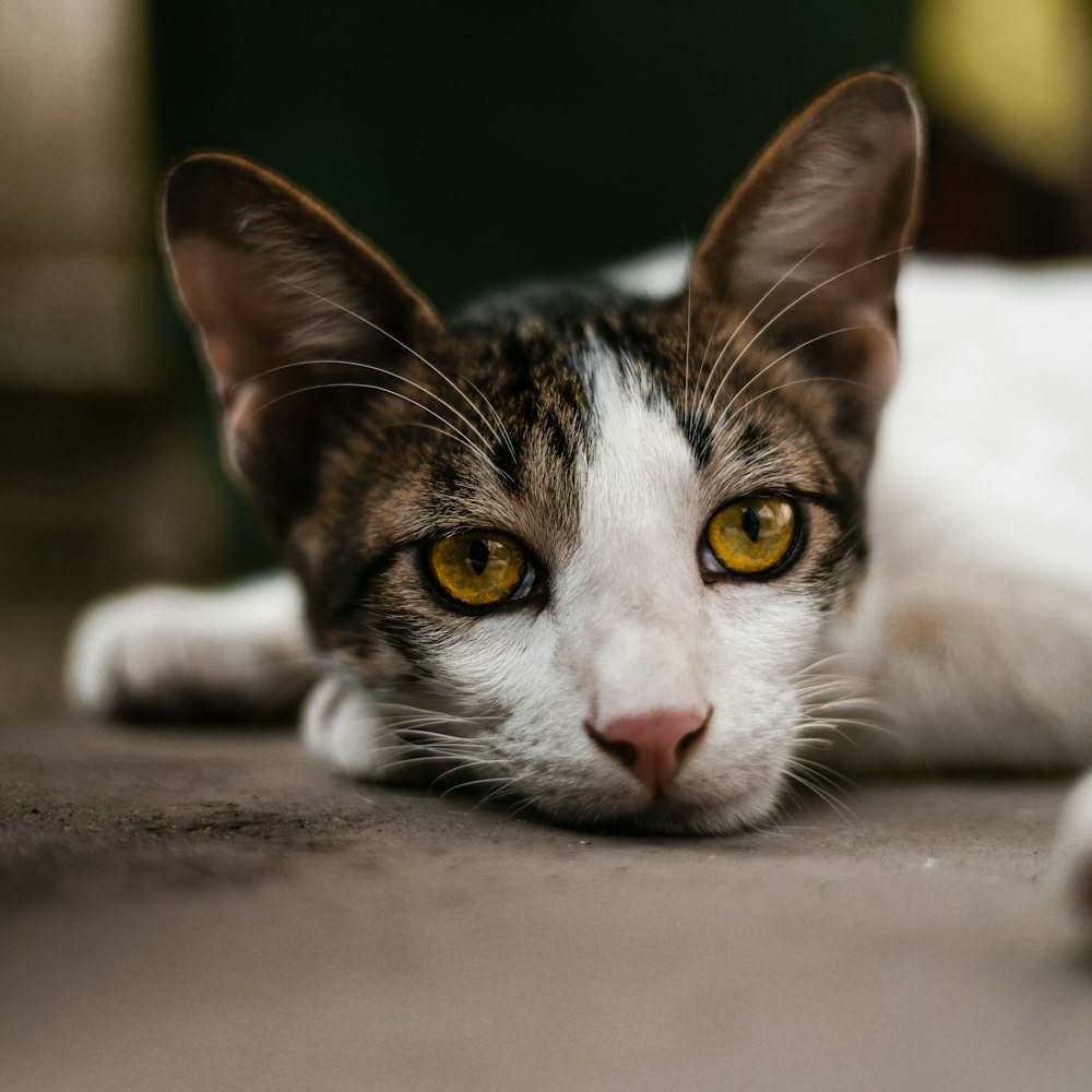 a cat lying on the ground