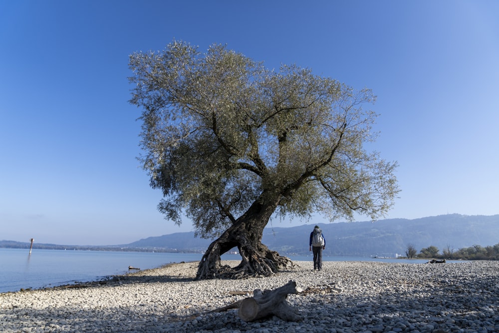 a person standing next to a tree on a beach