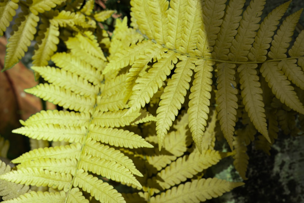 a close-up of a sea plant
