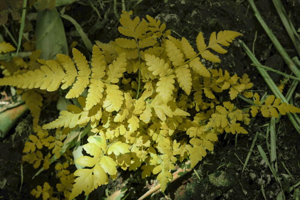 a close-up of some flowers