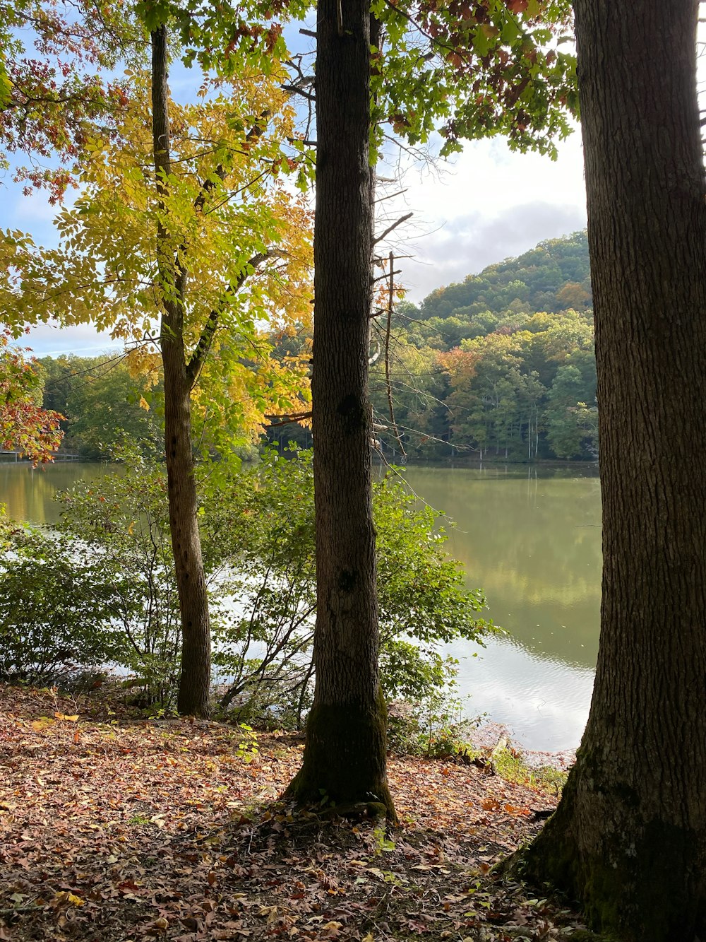 a lake surrounded by trees