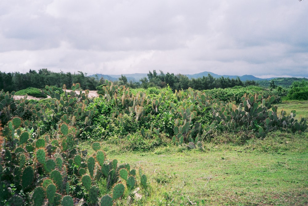 a field of plants