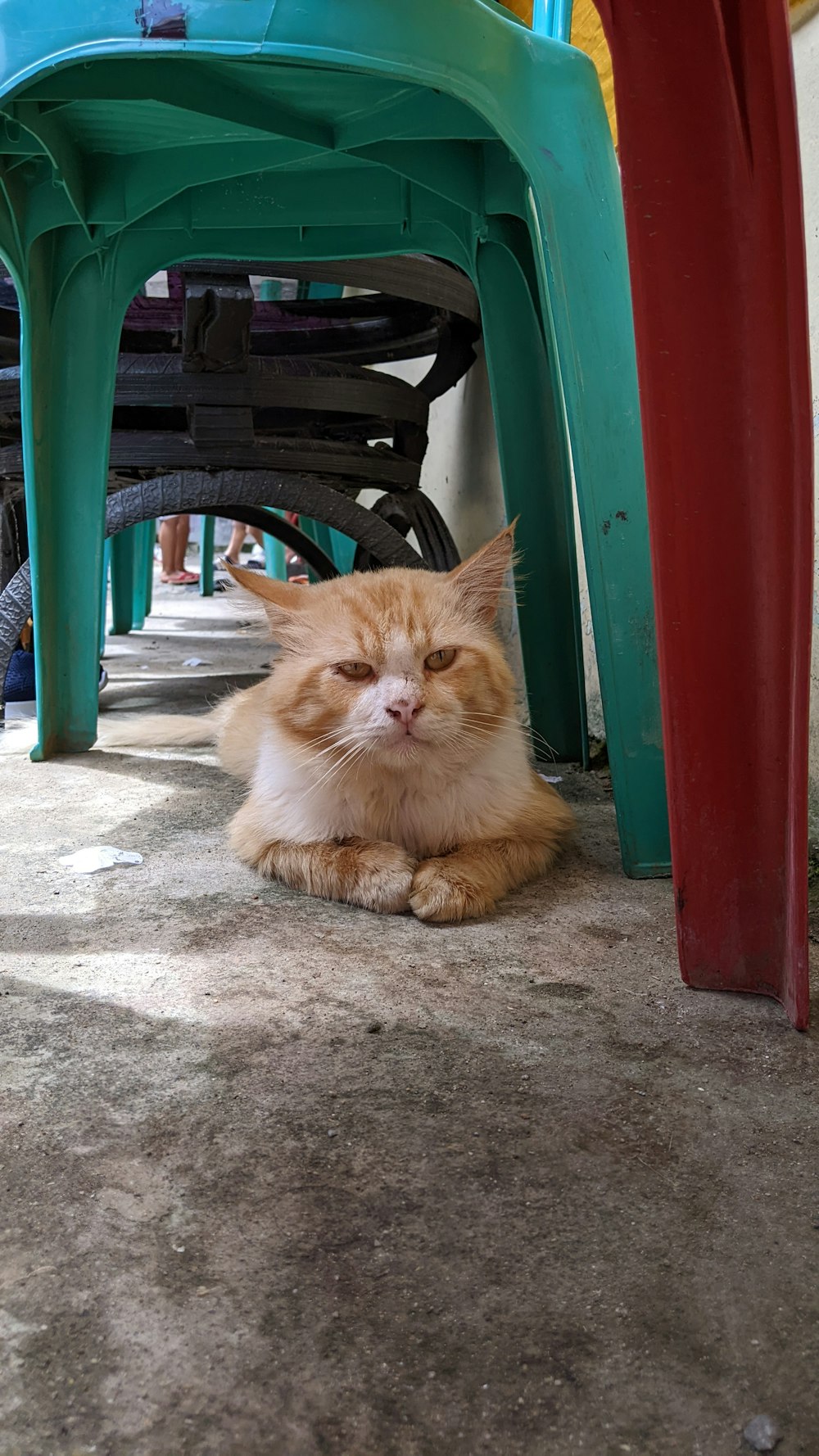 a cat lying on the ground