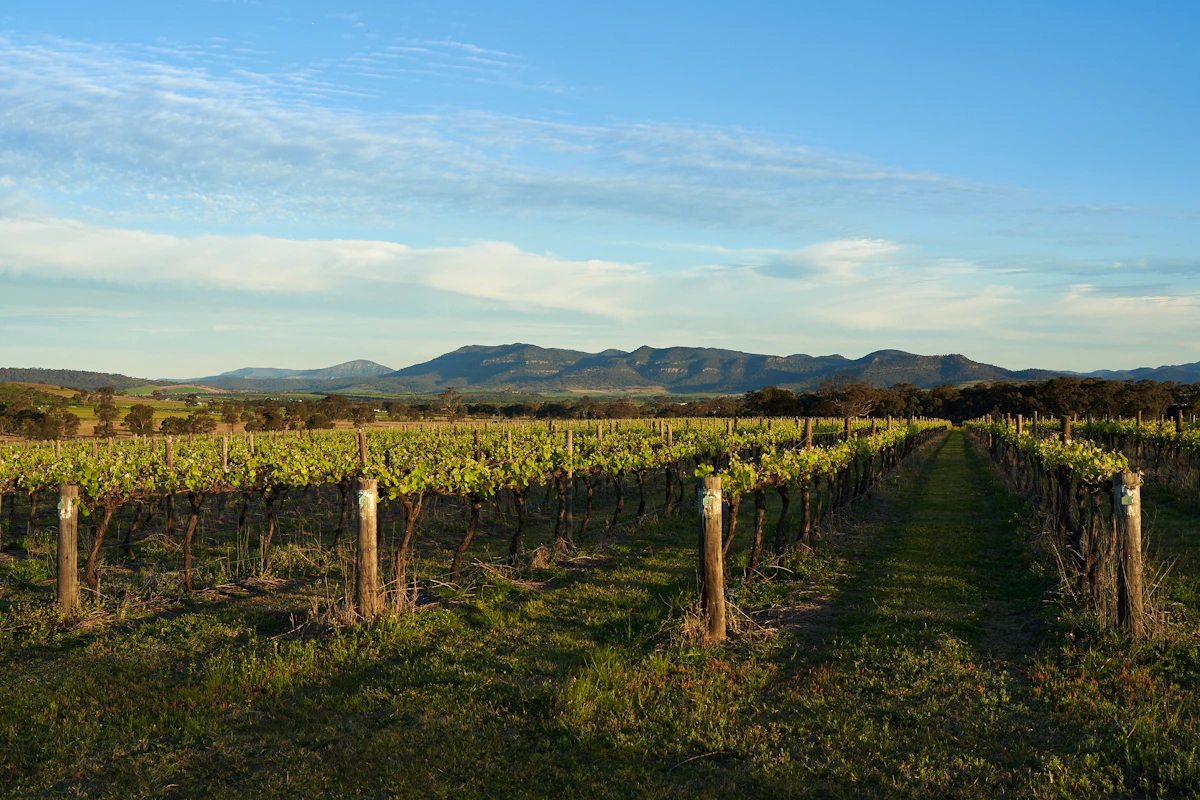 Vineyard rows in Hunter Valley
