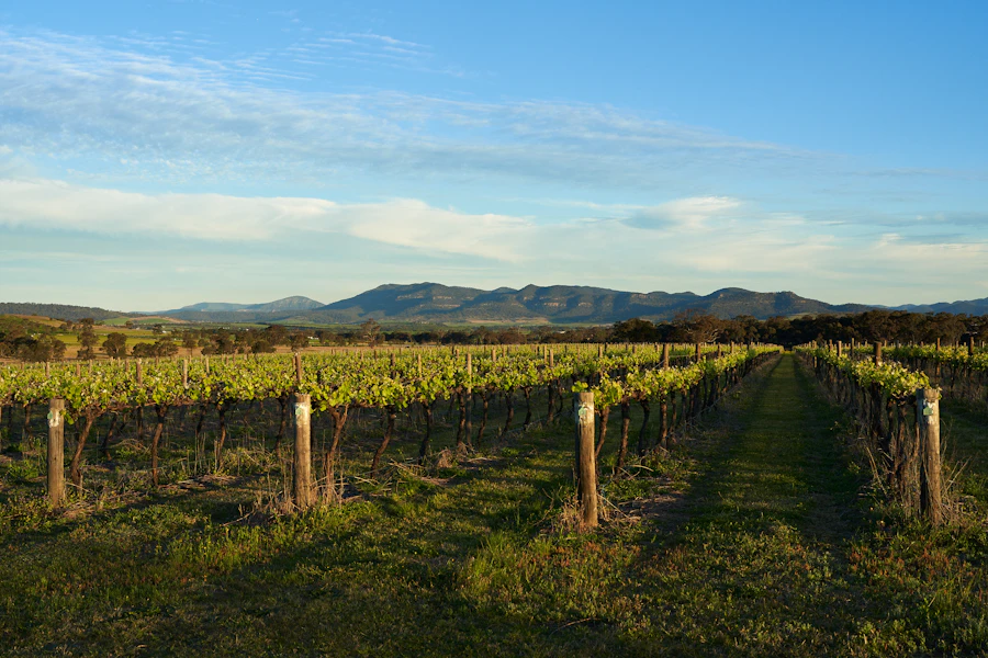 Vineyard rows in Hunter Valley