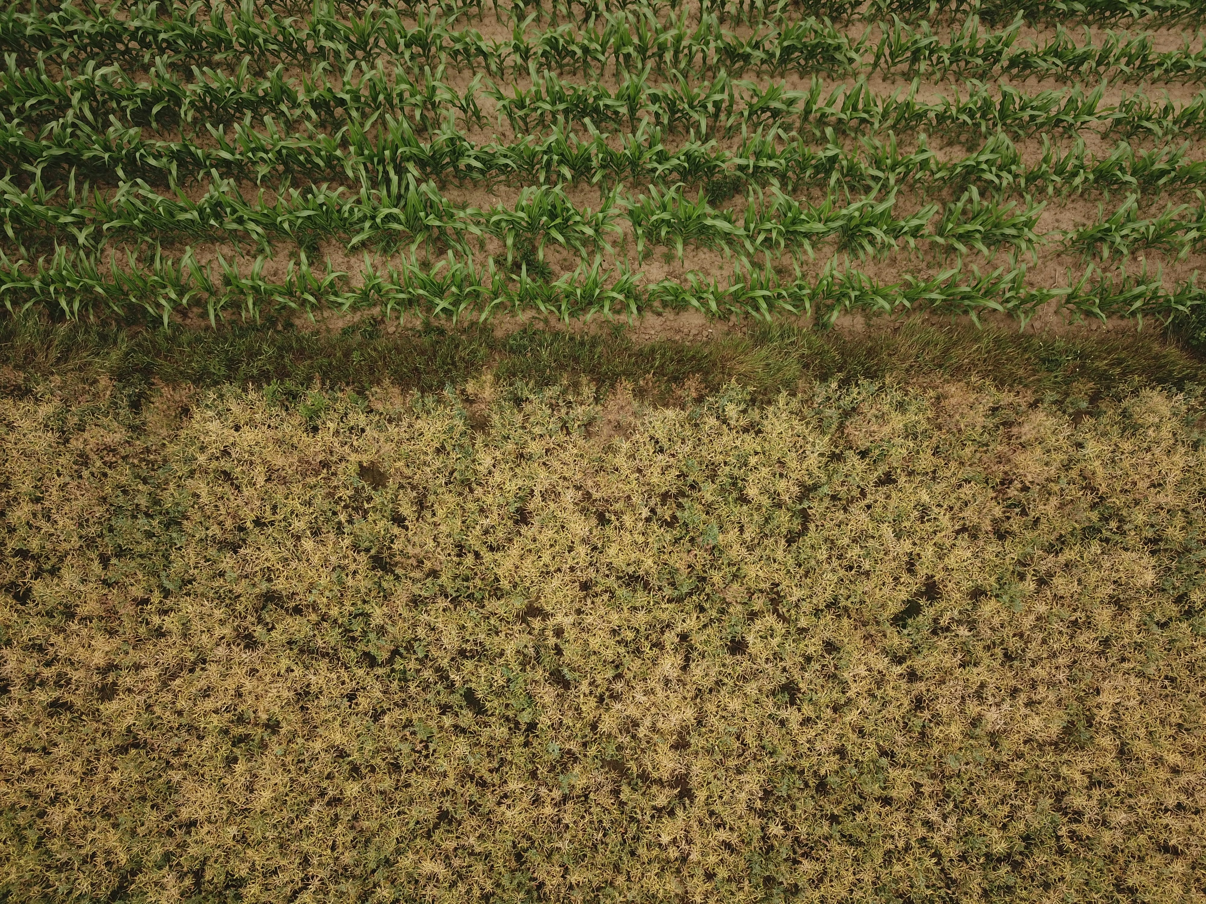 a field of green grass