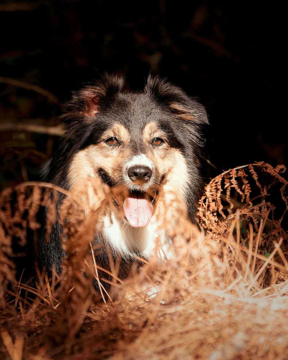 a dog lying in the grass