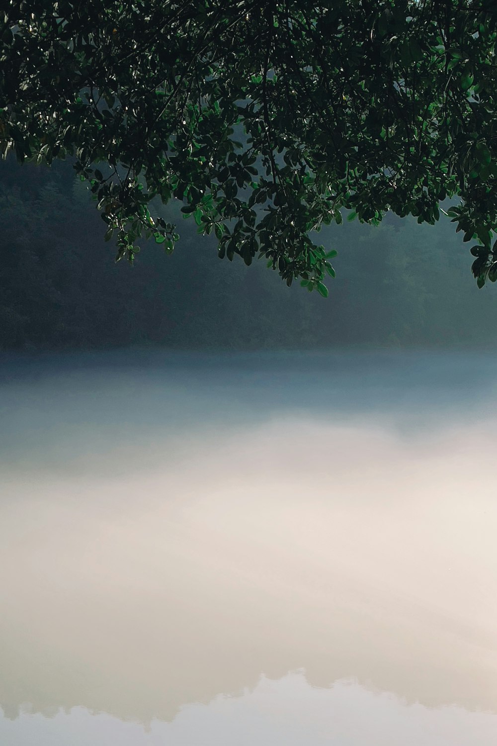 a tree with a cloudy sky